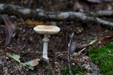 funghi