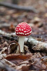 poisonous mushroom