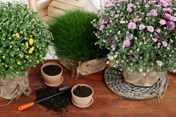 Chrysanthemum bushes and grass in pots on wooden table close up
