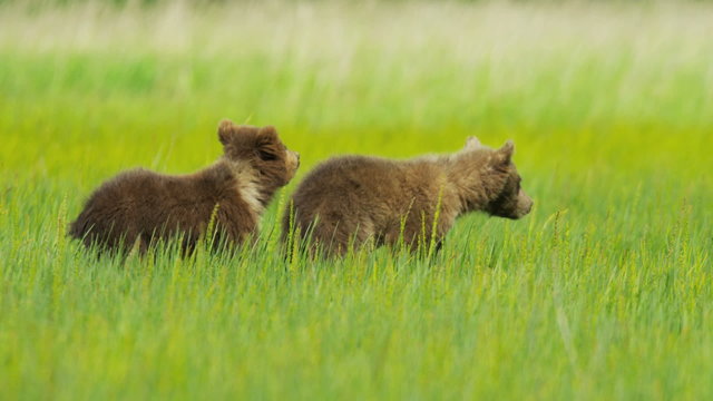 Adult female and young Brown Bear cubs on Wilderness grasslands, Alaska, USA