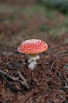 poisonous mushroom
