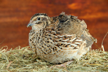 Young quail on straw on wooden background