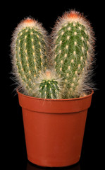 Cactus in flowerpot, isolated on black