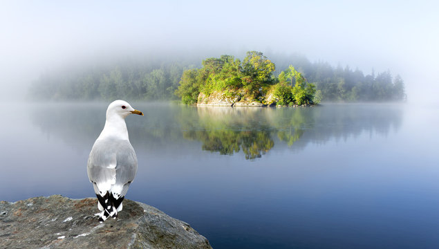 small island and seagull in foggy morning