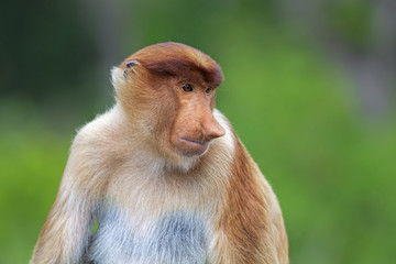 Proboscis monkey