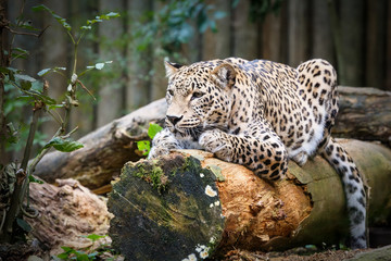 Snow Leopard Irbis (Panthera uncia) looking ahead