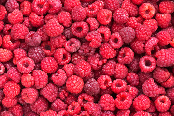 Photo de cueillette de framboises, arrière plan de fruits et baies rouges en été