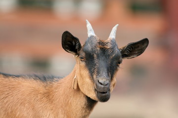 funnt brown goat portrait