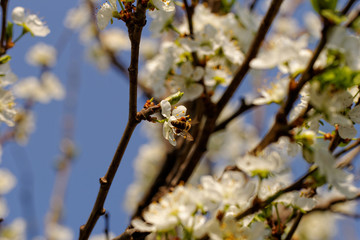 blossom cherry tree with bee