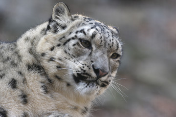 Obraz premium Snow leopard, Uncia uncia,