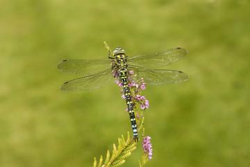 Southern hawker or aeshna, Aeshna cyanea