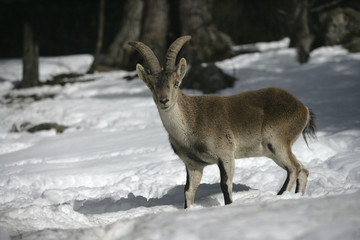 Spanish or Iberian ibex, Capra pyrenaica
