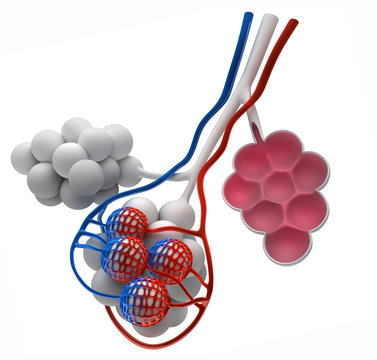 Bronchiole mit Alveolen
