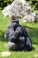 Naklejka premium Western lowland gorilla sitting grass