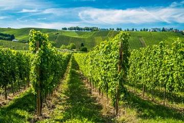 Gordijnen Wijngaarden langs de rivier de Moezel, Luxemburg © sabino.parente