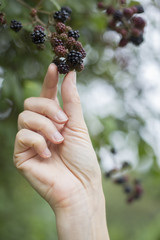 Woman Picking Wild Blackberries