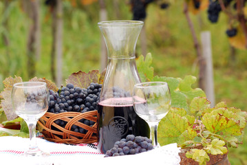 red wine and grape autumn season