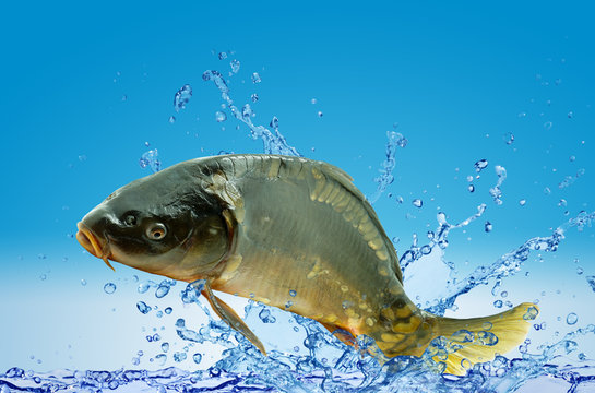 Karp kr&oacute;lewski w wodzie