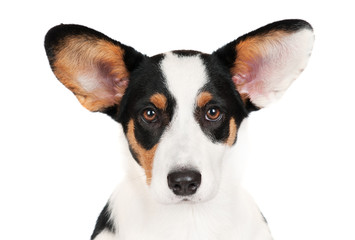 adorable welsh corgi puppy with big ears