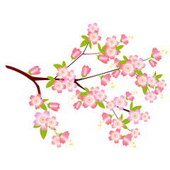 桜　さくら　春