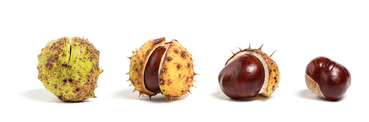 Four chestnuts in different phase of opening, white background