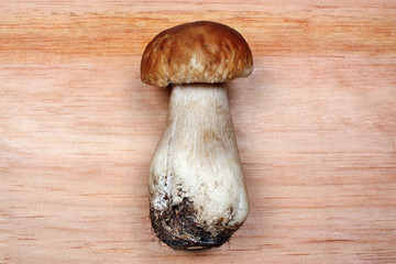 Boletus Edulis
