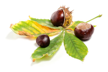 Chestnuts with colorful leaf on white background