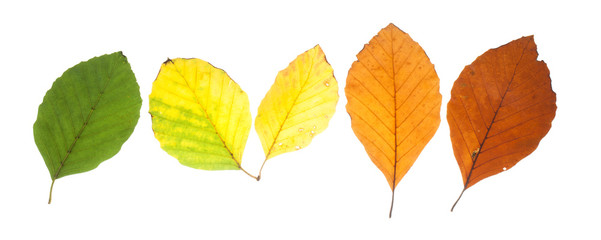 Set of beech leaves in different fall colors - obrazy, fototapety, plakaty