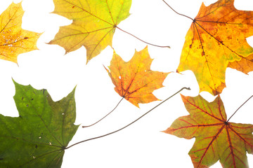 Colorful chestnut leaves in fall