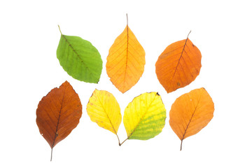 Set of beech leaves in different fall colors