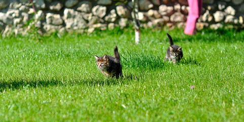 Kittens playing on the grass
