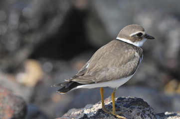 Adult Kentish Plover Water Bird