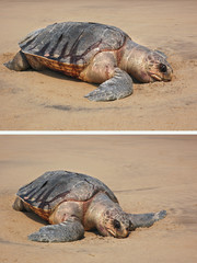 Corpse of the sea turtle Olive ridley Lepidochelys olivacea
