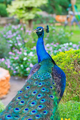 Obraz premium Close-up portrait of male peacock in pairing season