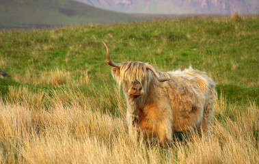 Scotland cow on pasture on Isle of Skye