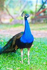 Fototapeta premium Close-up portrait of male peacock in pairing season