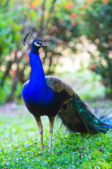Obraz premium Close-up portrait of male peacock in pairing season