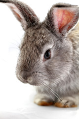 Gray rabbit