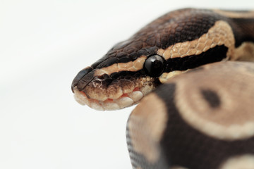 Ball Python close up
