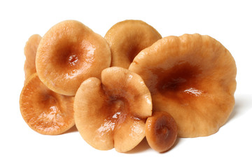 Rufous Milkcap (Lactarius rufus) Mushrooms