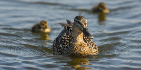 Une cane et ses canetons sur le marais du Crotoy - Canard colver