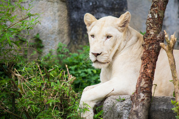 White lioness lying in her habitat