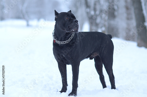 Fototapete Cane Corso Dog In The Snow Fototapeten Wallsheaven Yulia Zl18