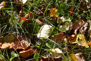 Jesienne liście © Senatorek