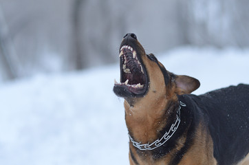 Angry dog in the snow