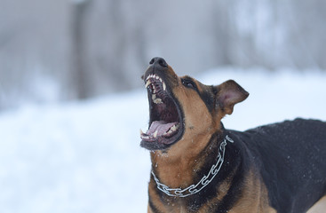 Angry dog in the snow