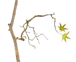 Branch with leaf