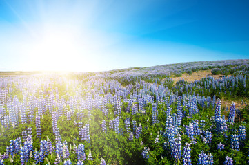Lupin and mountains