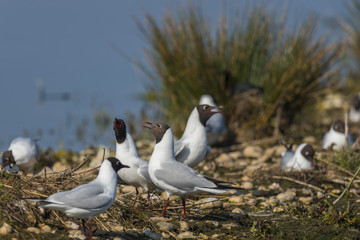 La colonie de mouettes rieuses installée au marais du Crotoy au