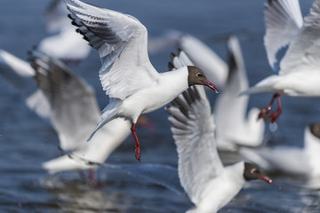 La colonie de mouettes rieuses installée au marais du Crotoy au